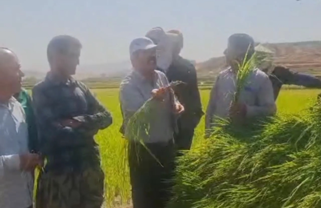 خشکه کاری برنج؛ گامی نو برای بهره برداری آب در شالیزارهای گچساران